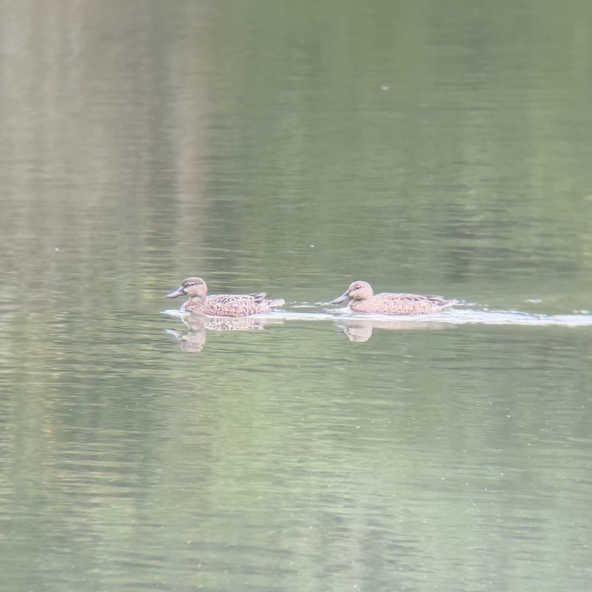 Blue-winged Teal - ML643504052