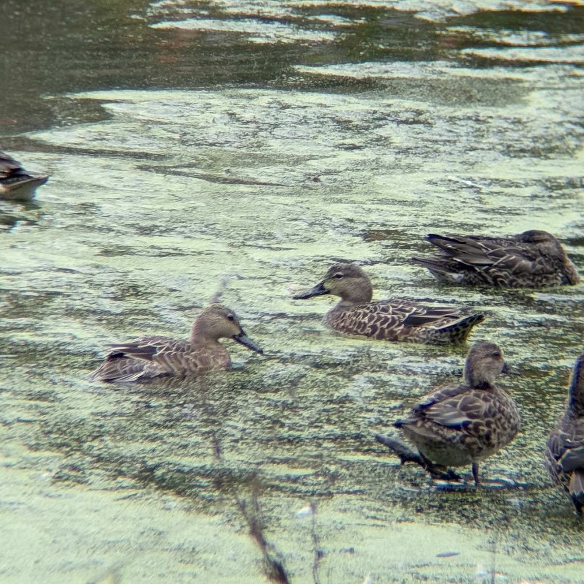 Blue-winged Teal - ML643504054