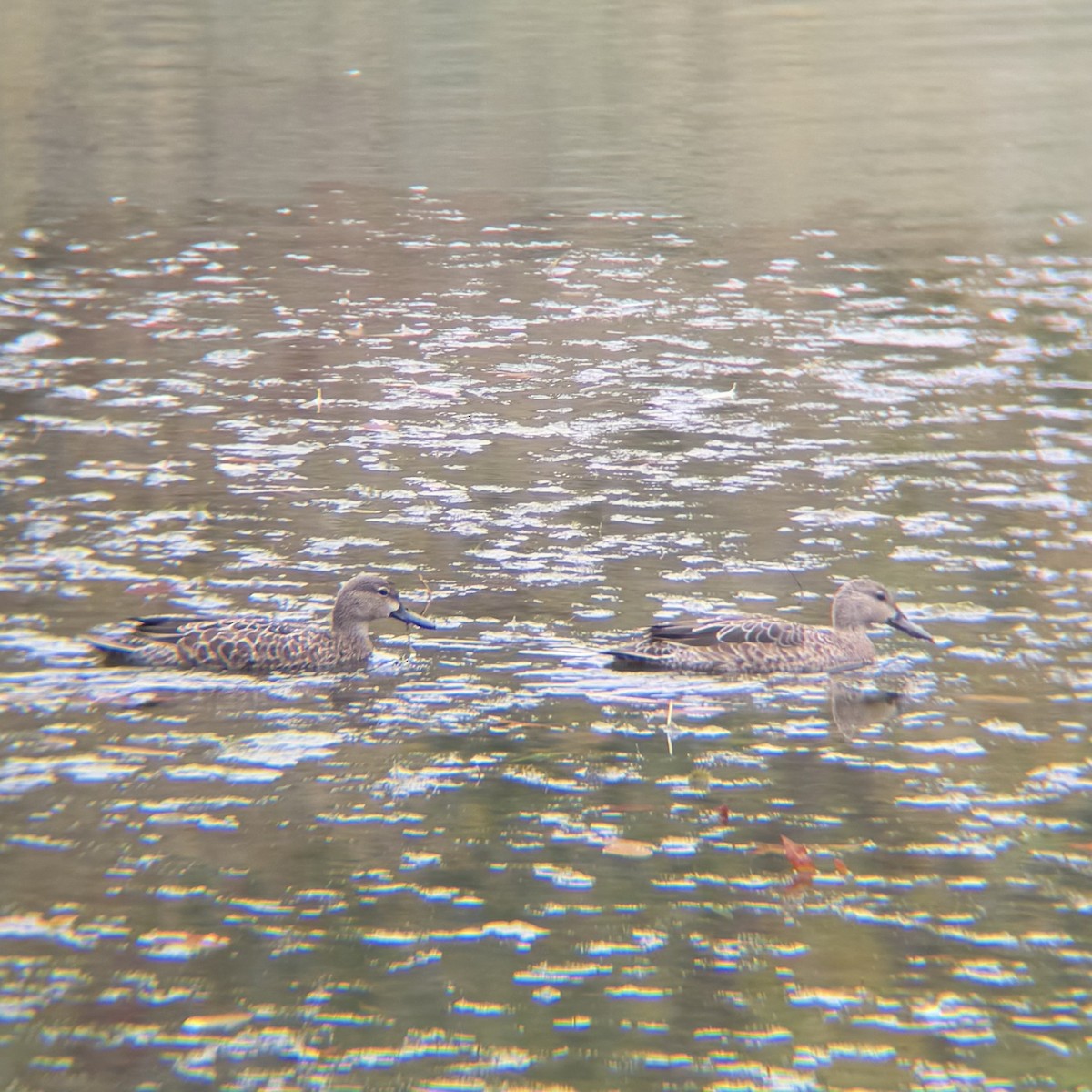 Blue-winged Teal - ML643504056