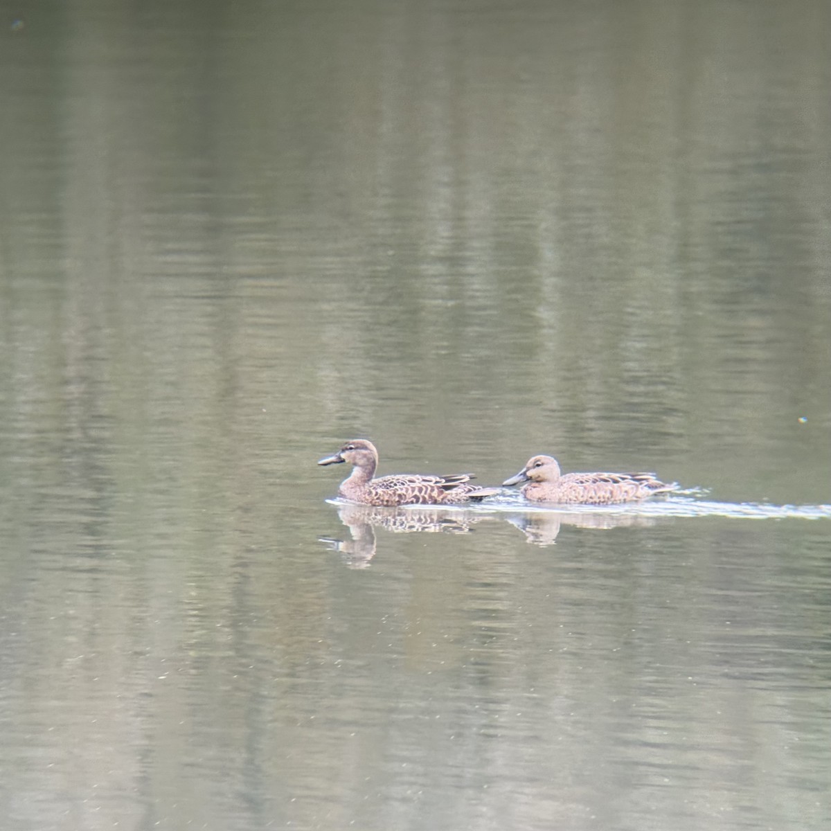 Blue-winged Teal - ML643504057