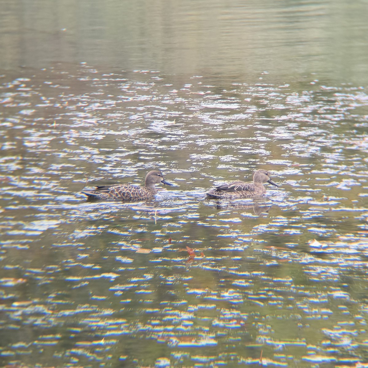 Blue-winged Teal - ML643504059