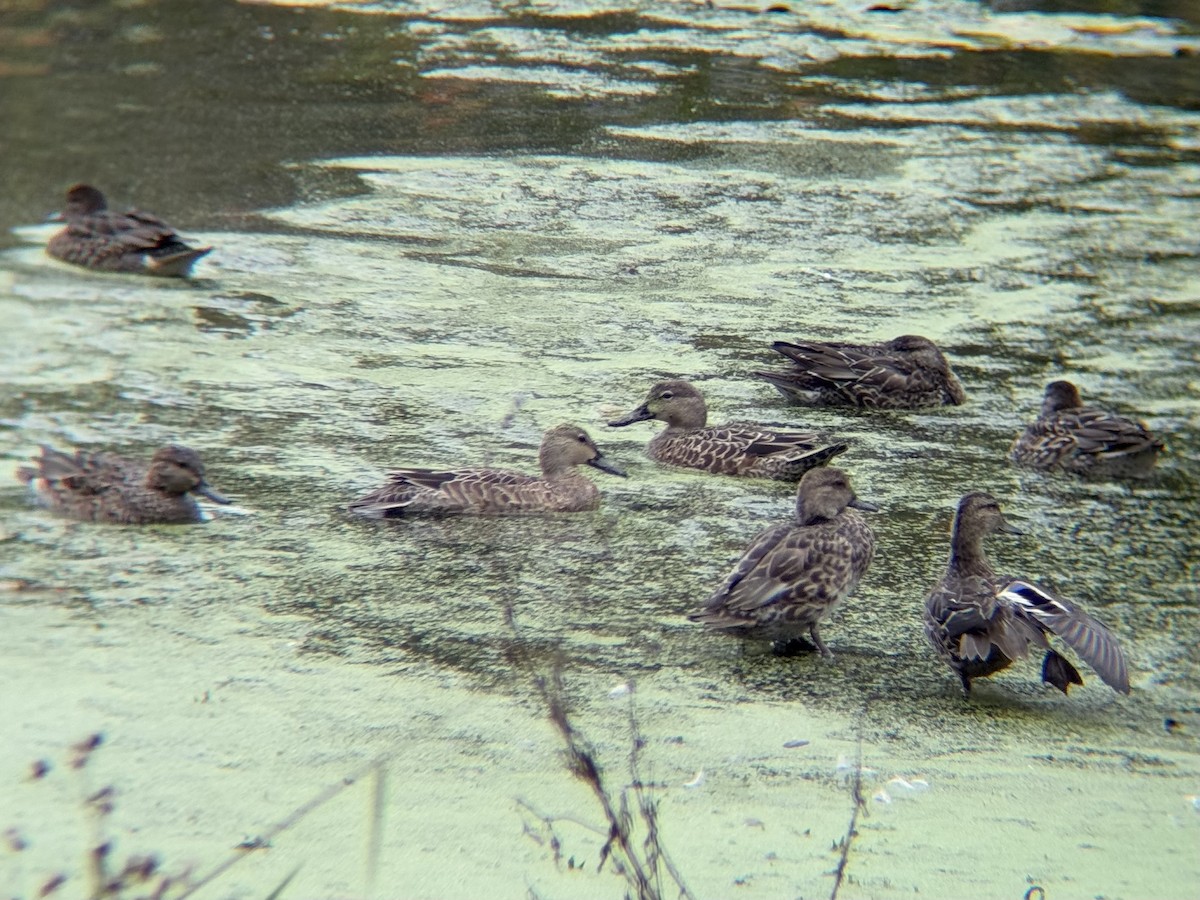 Blue-winged Teal - ML643504062