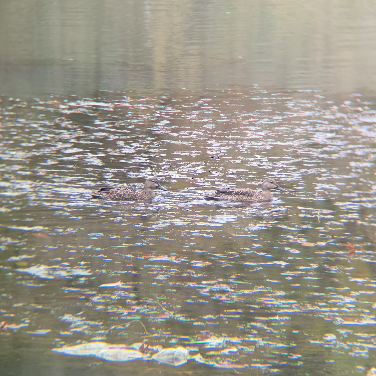 Blue-winged Teal - ML643504064