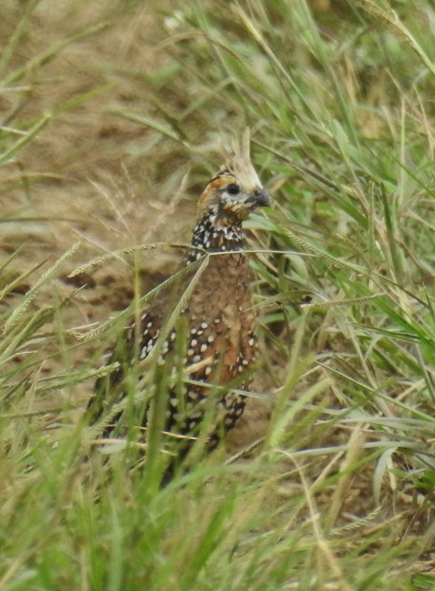 Crested Bobwhite - ML643504067