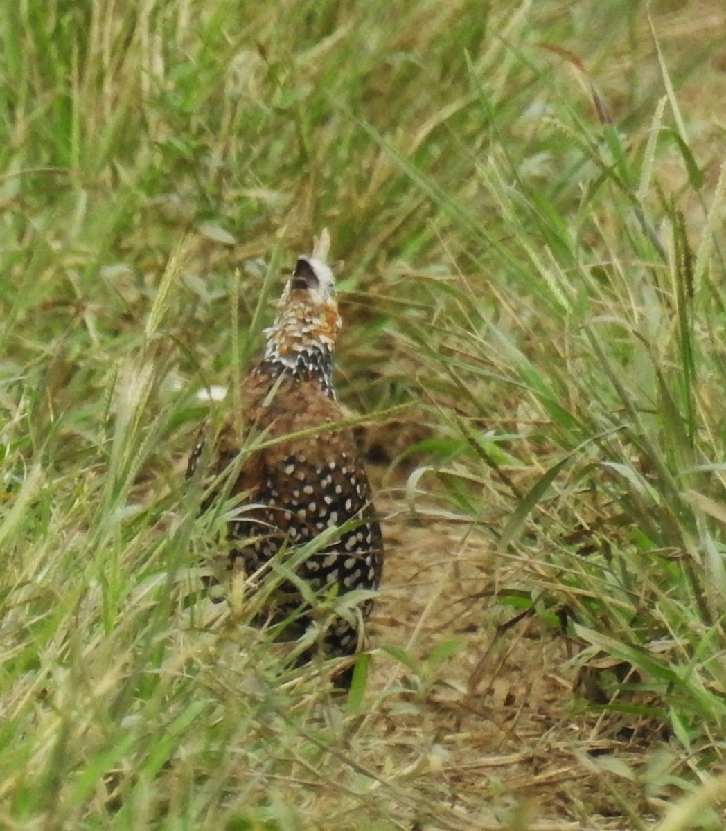 Crested Bobwhite - ML643504068