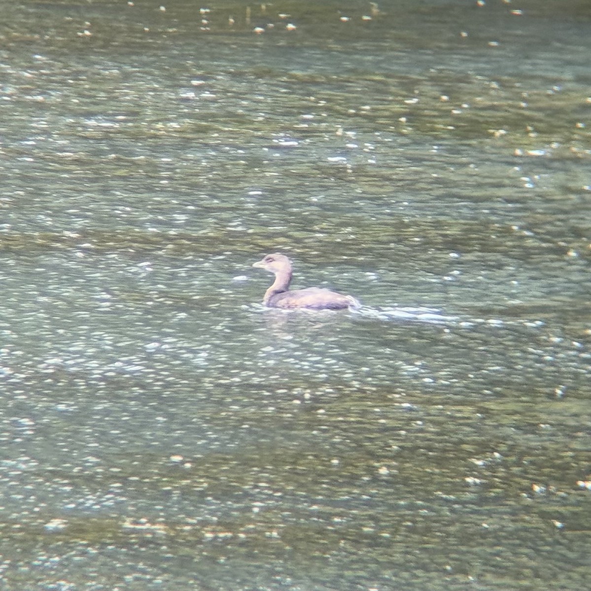 Pied-billed Grebe - ML643504079