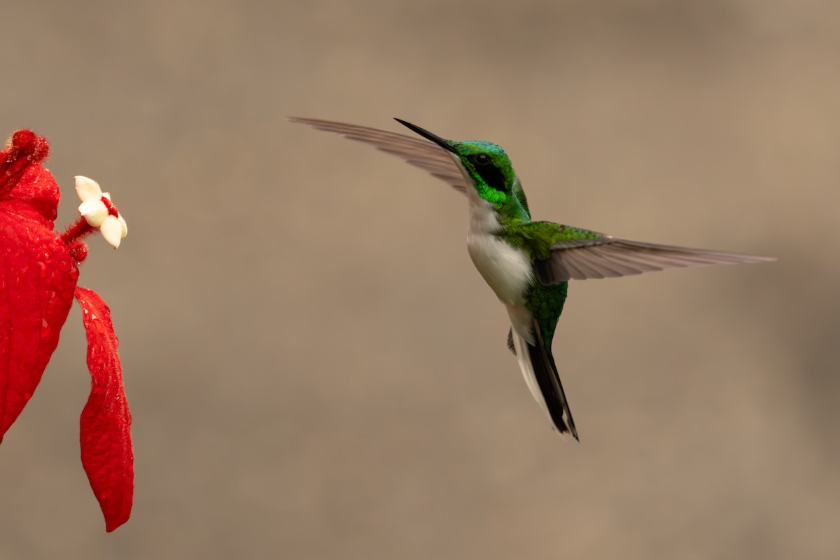 Black-eared Fairy - ML643504080