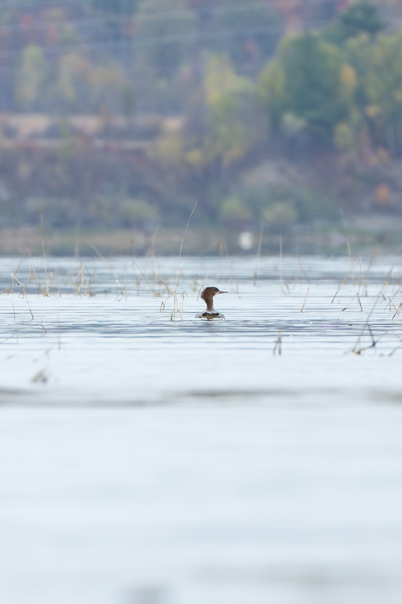 Common Merganser - ML643504081