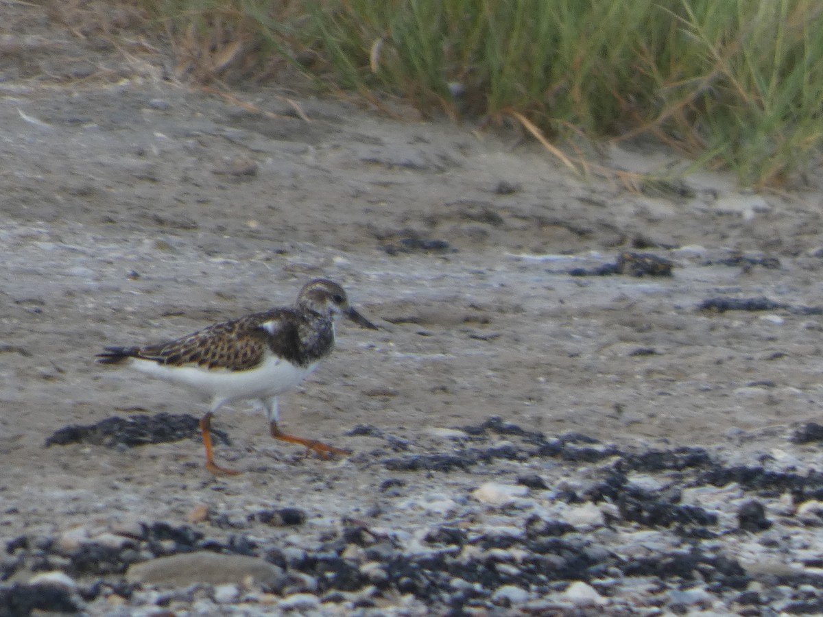Ruddy Turnstone - ML643504084