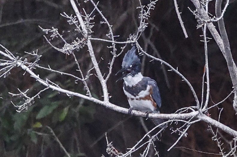 Belted Kingfisher - ML643504086