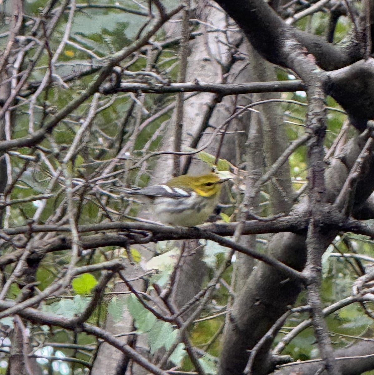 Black-throated Green Warbler - ML643504090