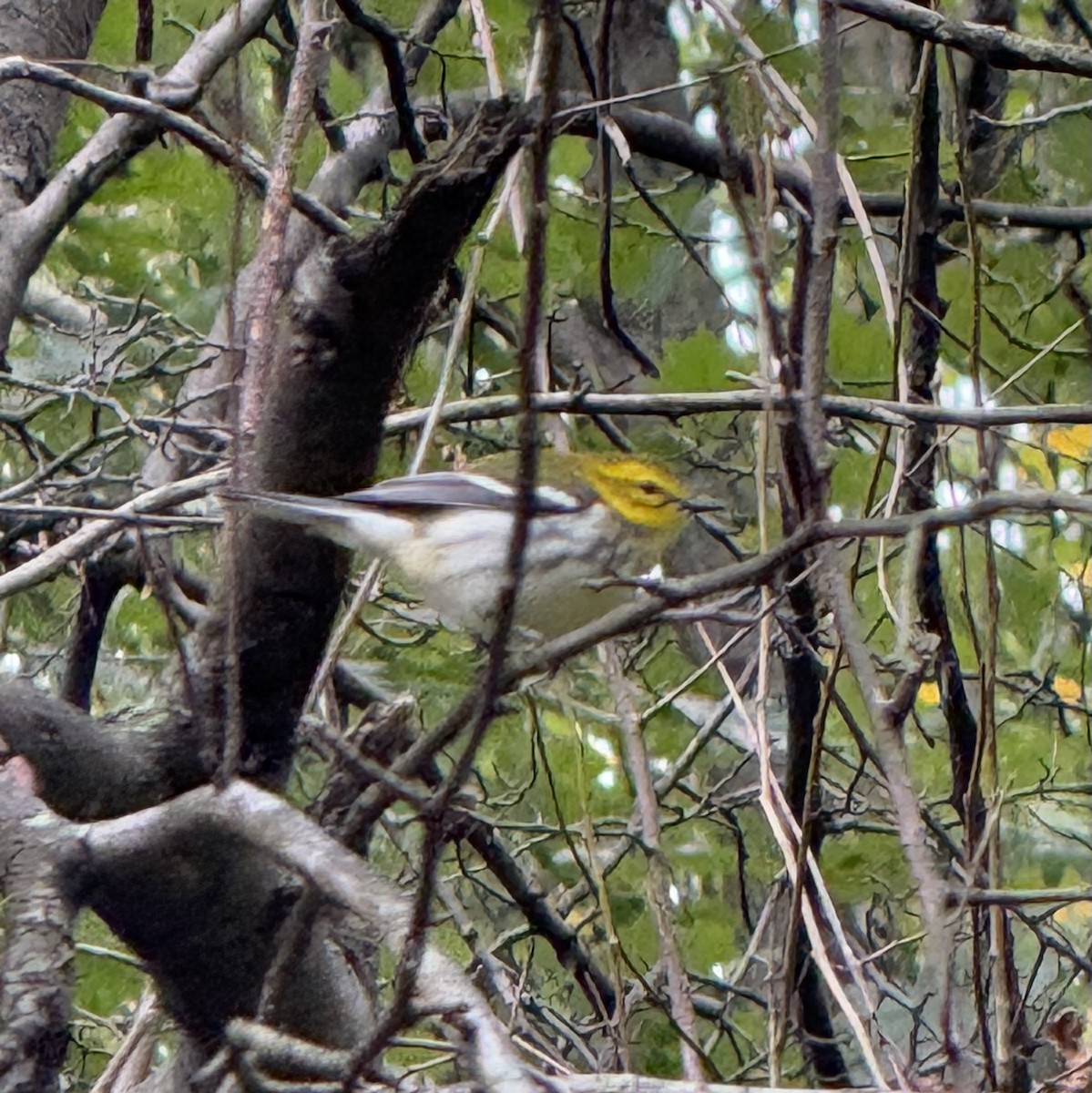Black-throated Green Warbler - ML643504091