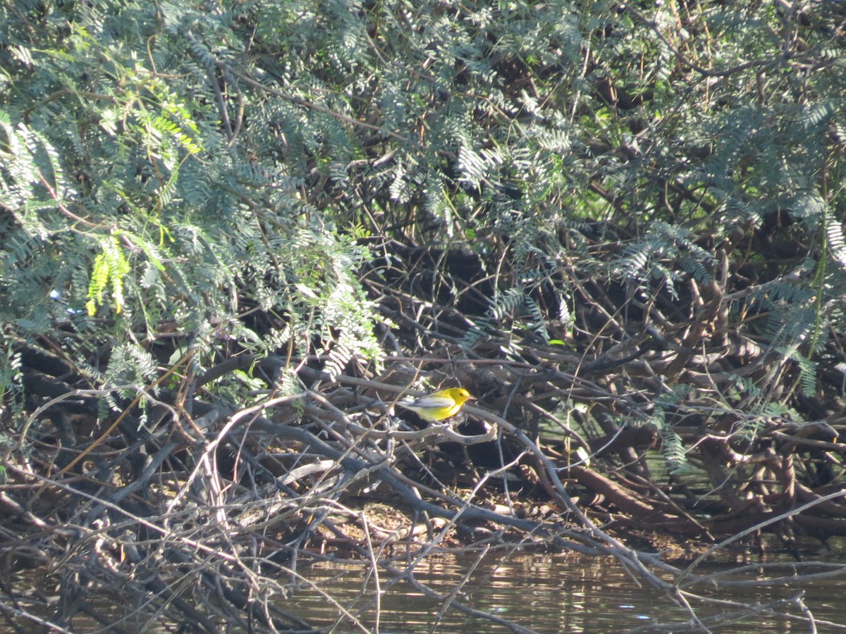 Prothonotary Warbler - ML643504097