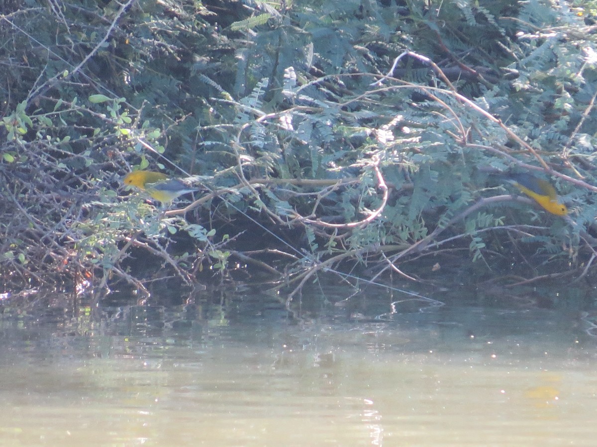 Prothonotary Warbler - ML643504100