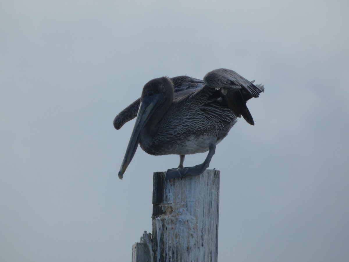 Brown Pelican - ML643504104