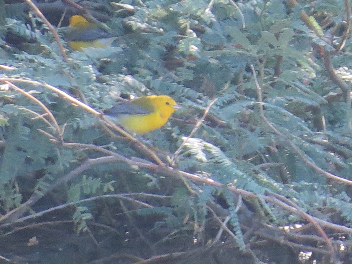 Prothonotary Warbler - ML643504108