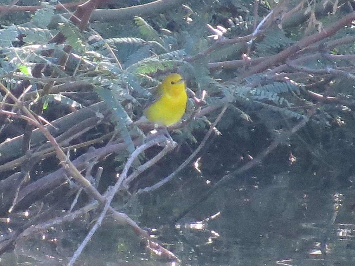 Prothonotary Warbler - ML643504111