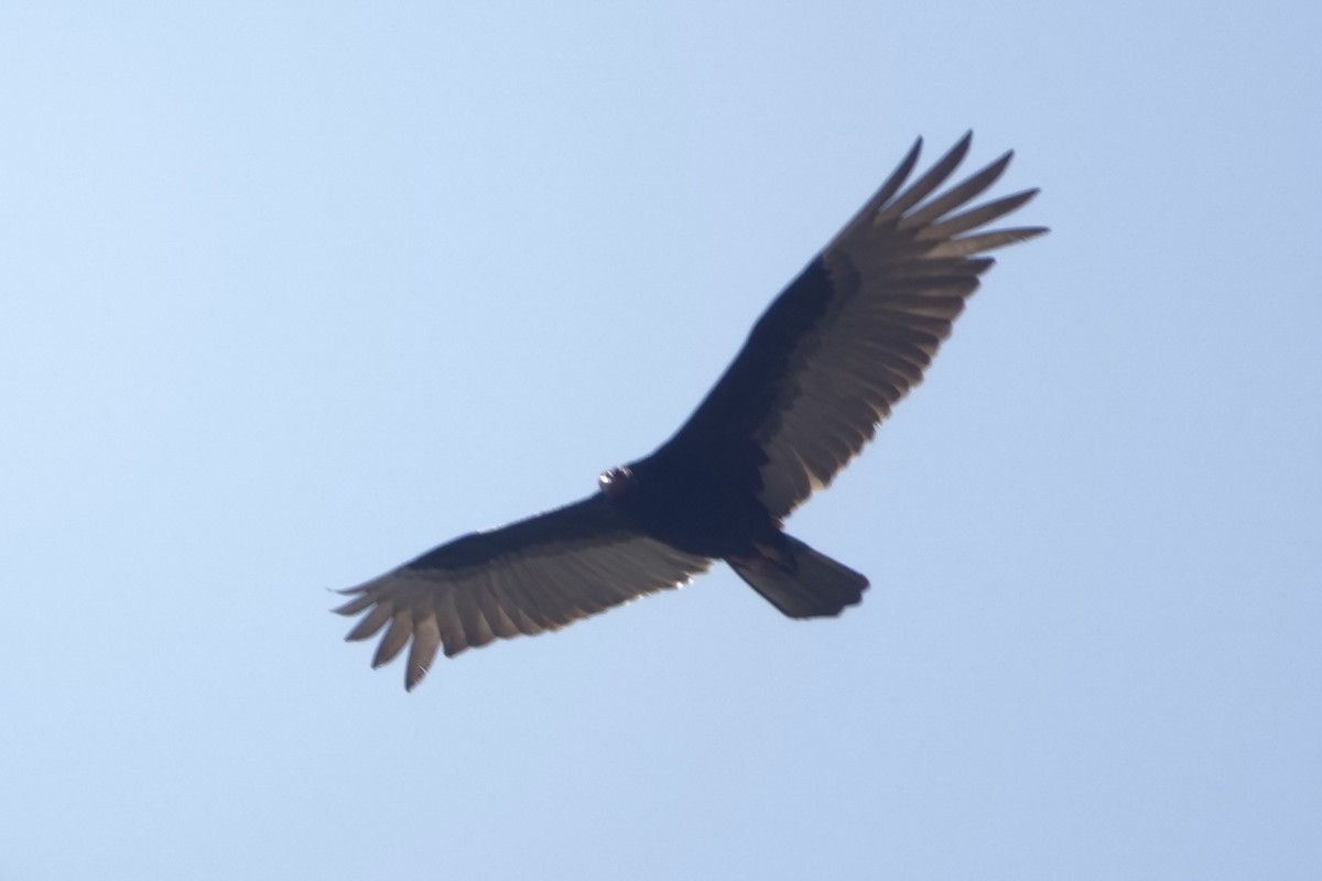 Truthahngeier - ML643504113