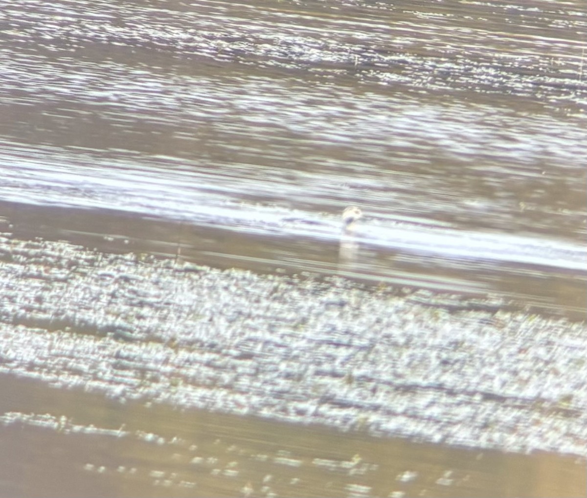 Long-tailed Duck - ML643504117