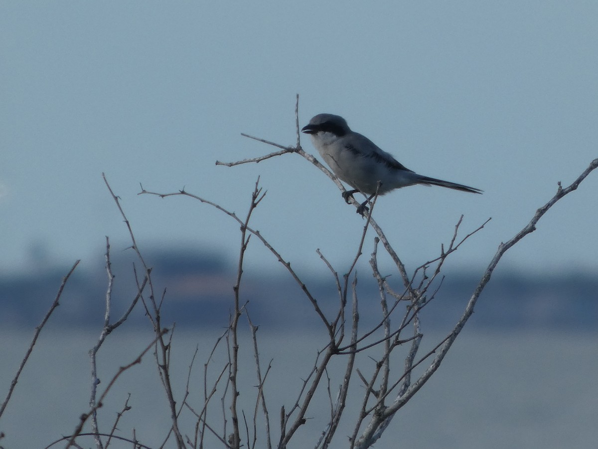 Loggerhead Shrike - ML643504120