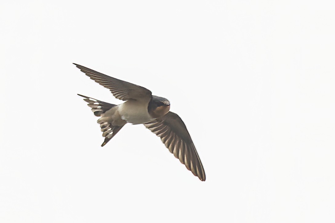 Barn Swallow - ML643504143