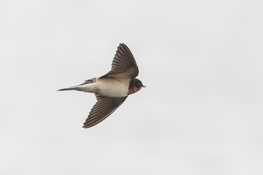 Barn Swallow - ML643504144