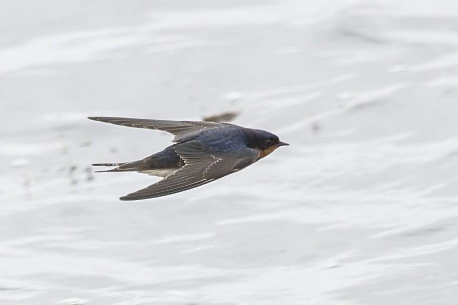 Barn Swallow - ML643504145