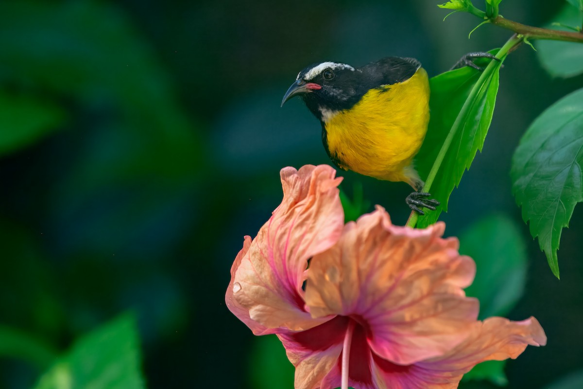 Bananaquit - ML643504150