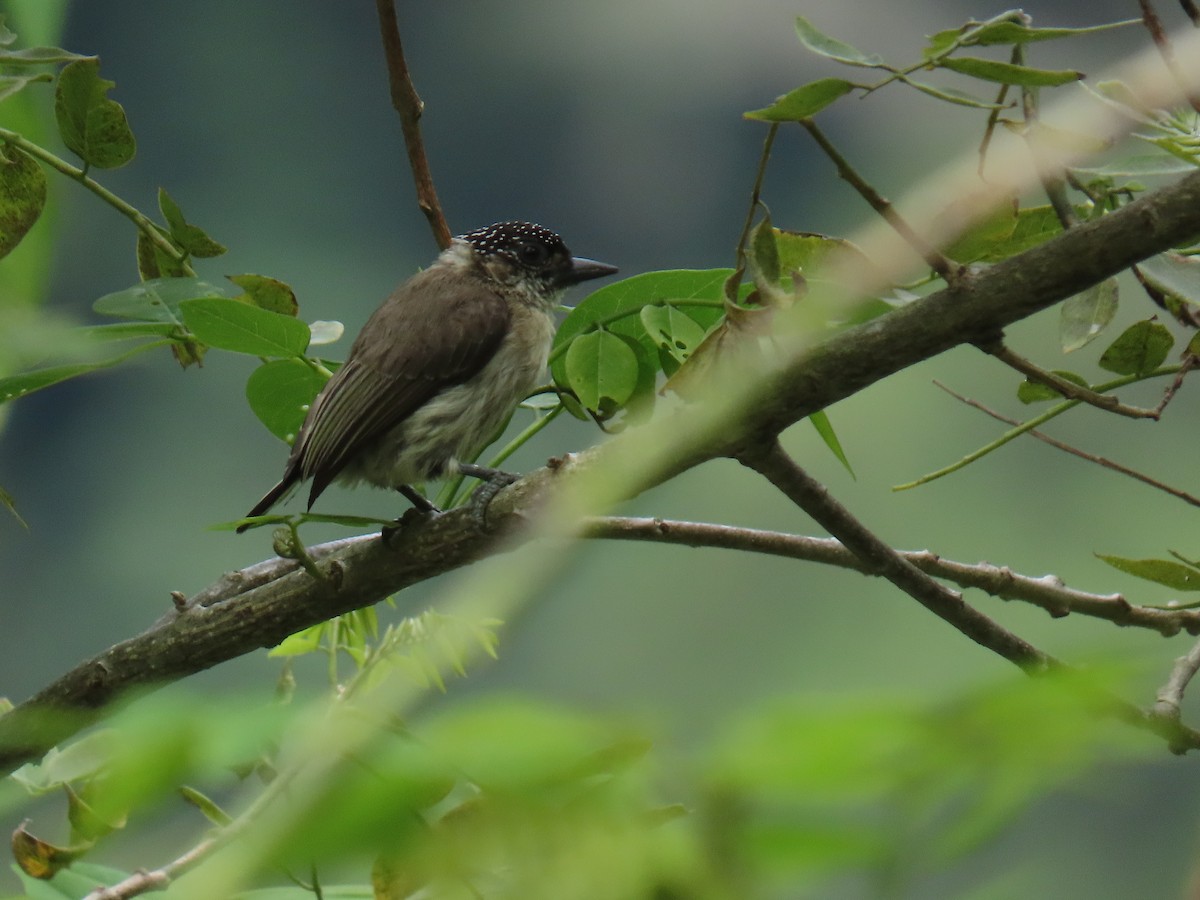 Grayish Piculet - ML643504153