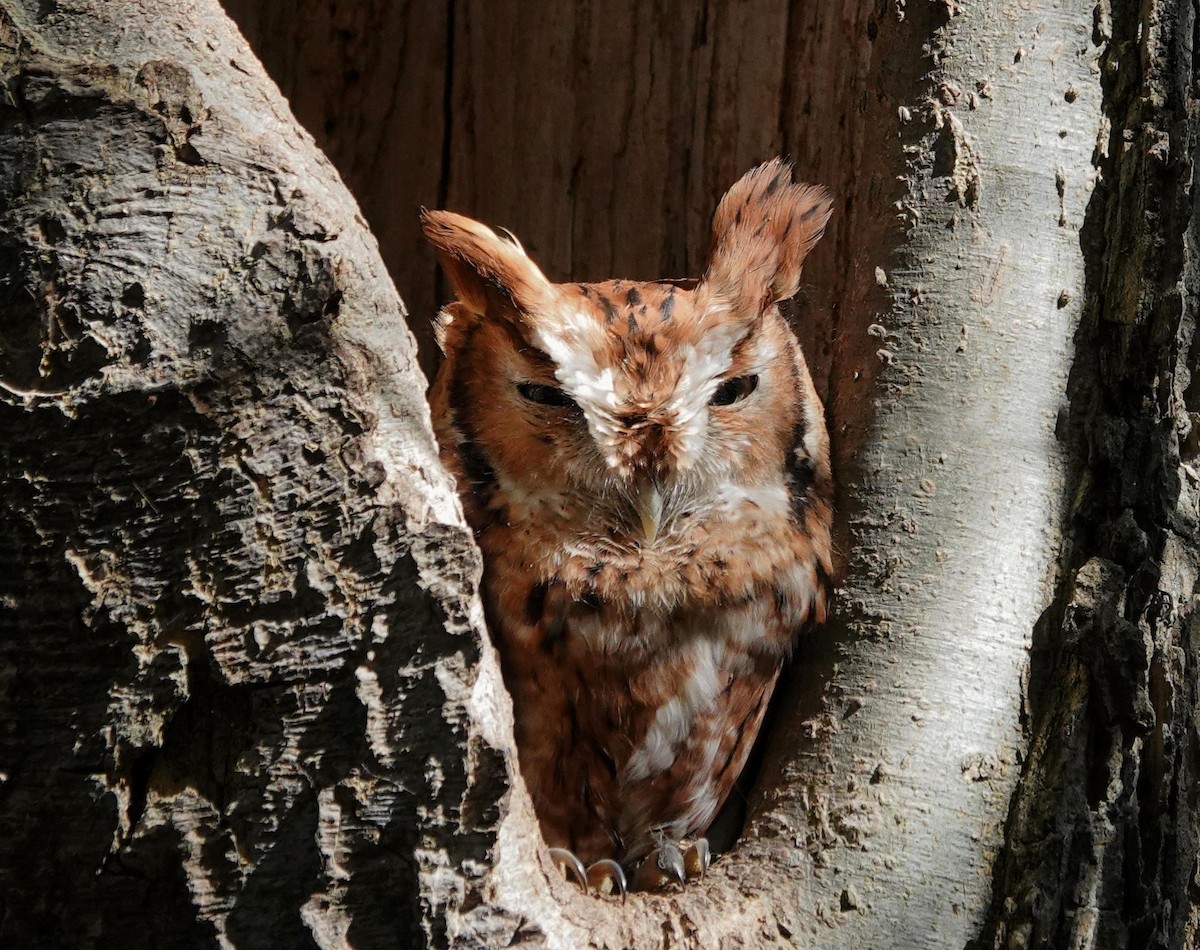 Eastern Screech-Owl - ML643504154