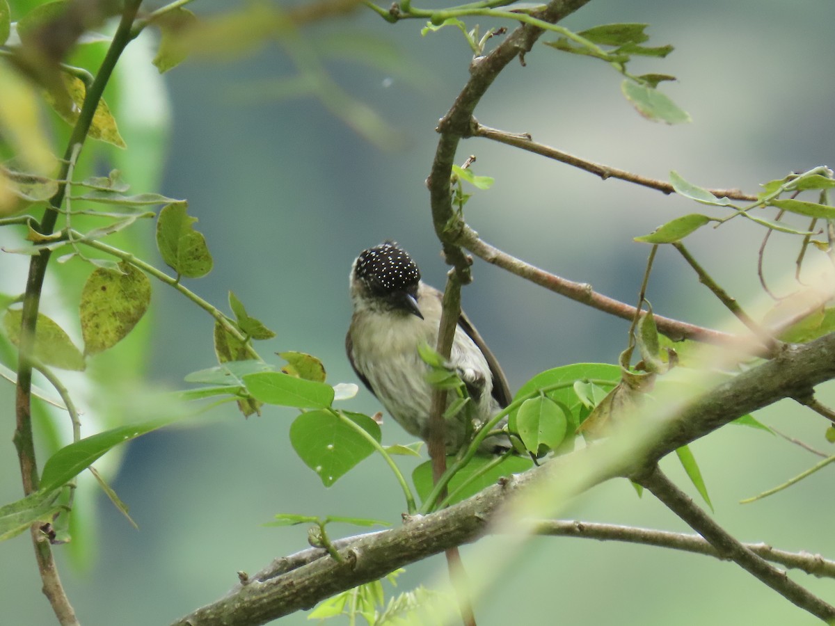 Grayish Piculet - ML643504165