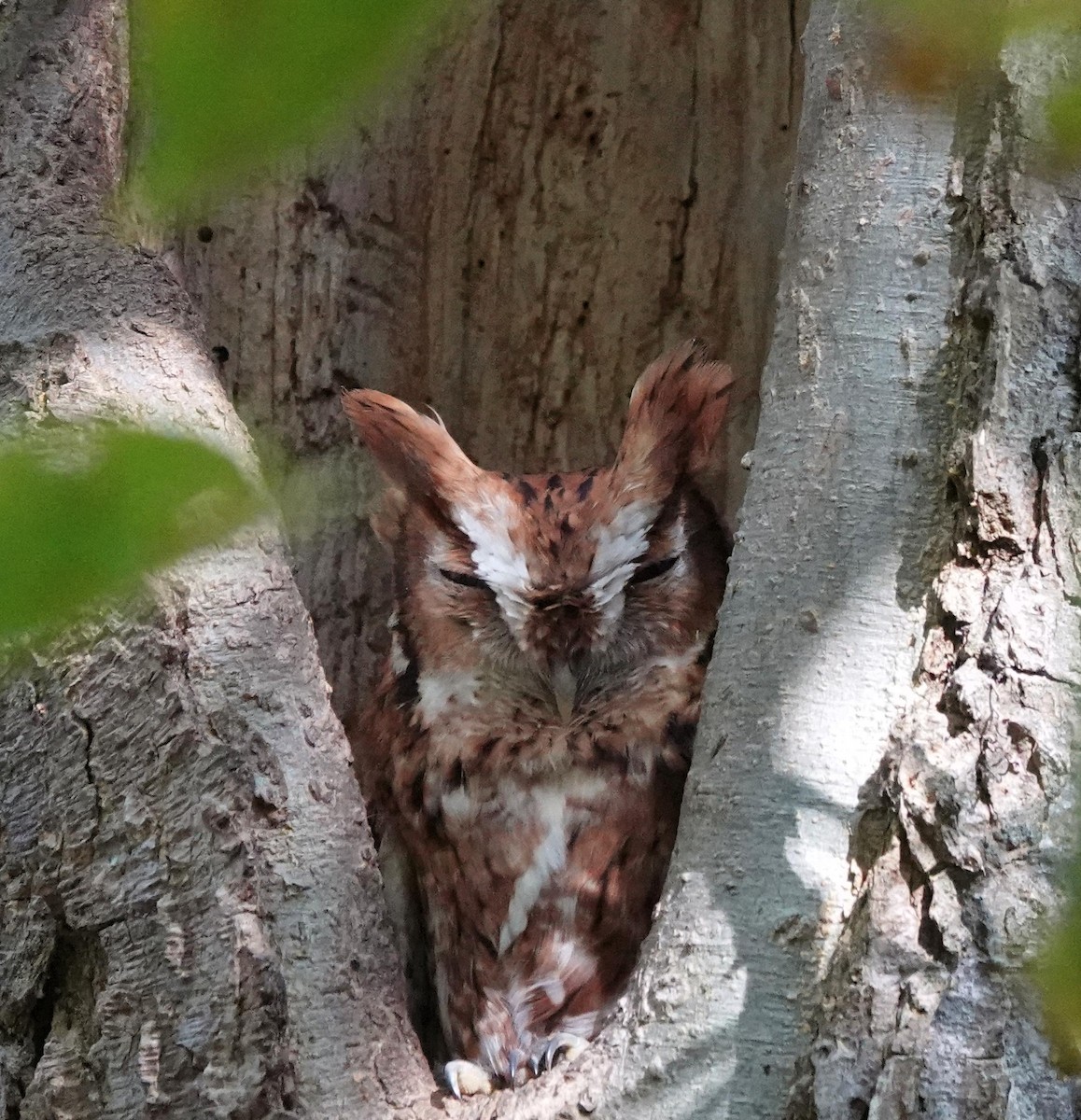 Eastern Screech-Owl - ML643504166