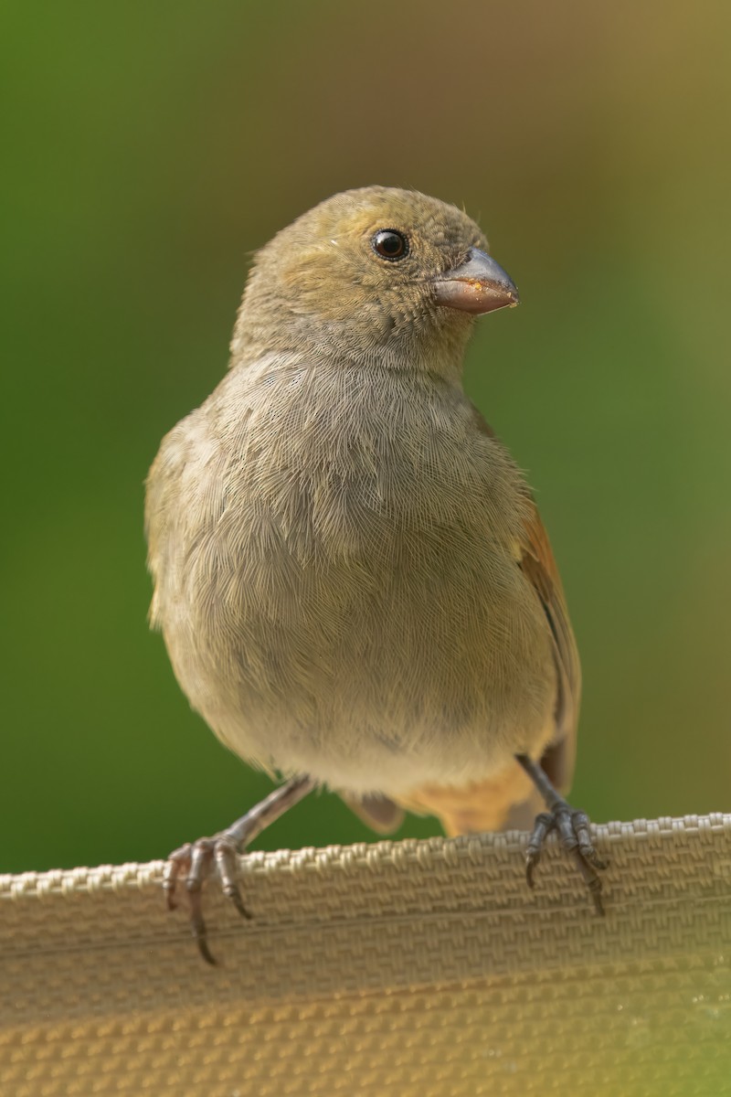 Barbados Bullfinch - ML643504170