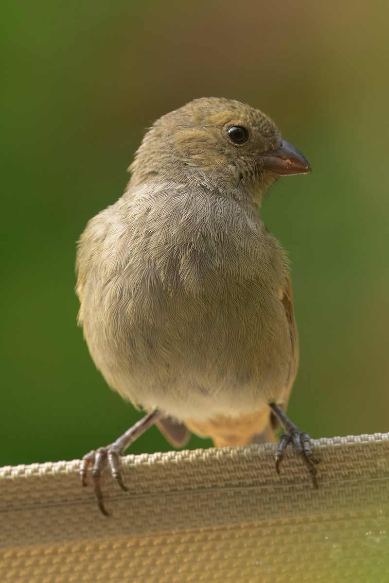 Barbados Bullfinch - ML643504171