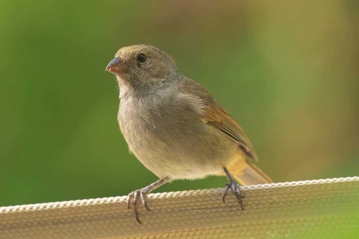 Barbados Bullfinch - ML643504172