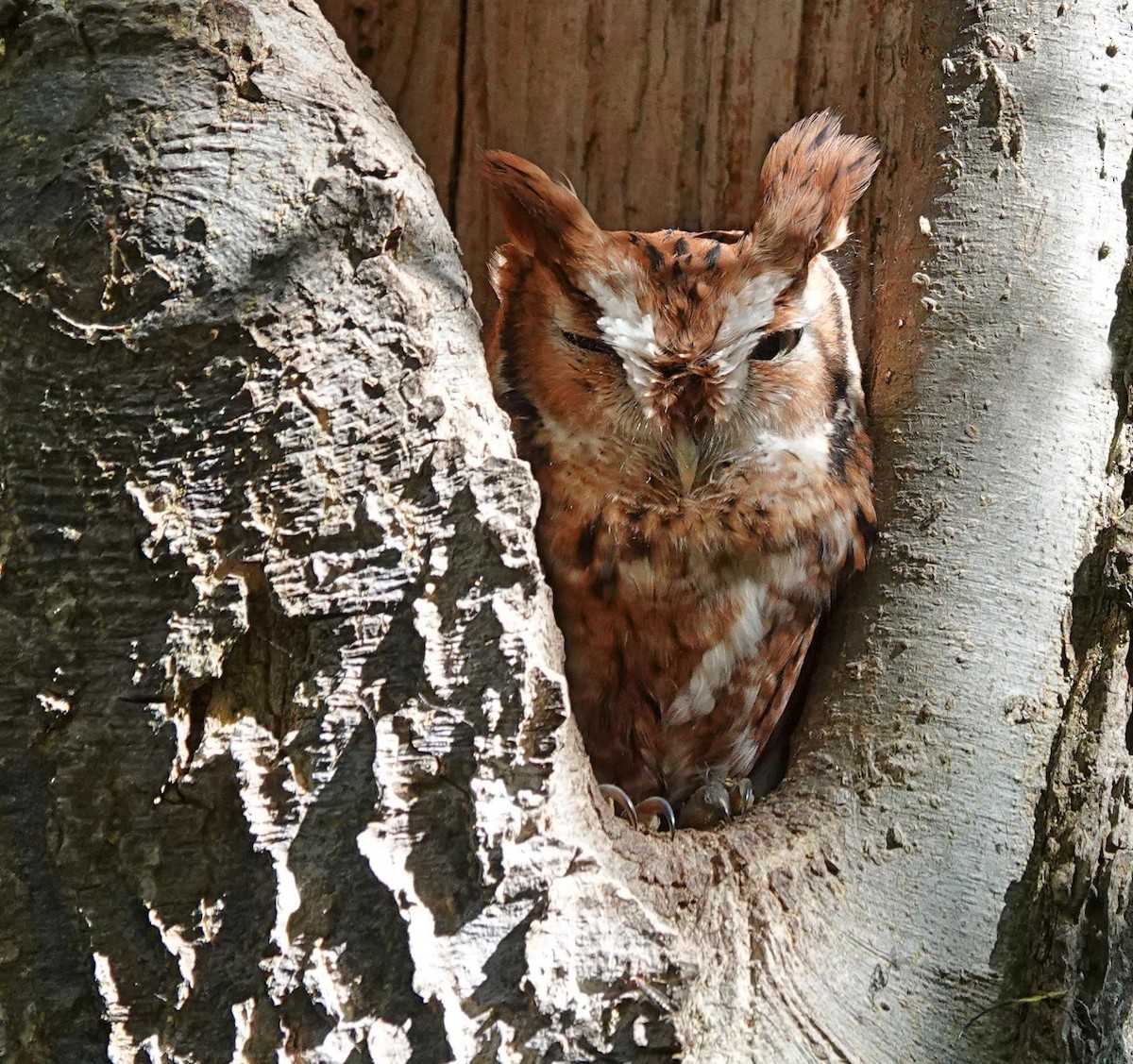 Eastern Screech-Owl - ML643504173
