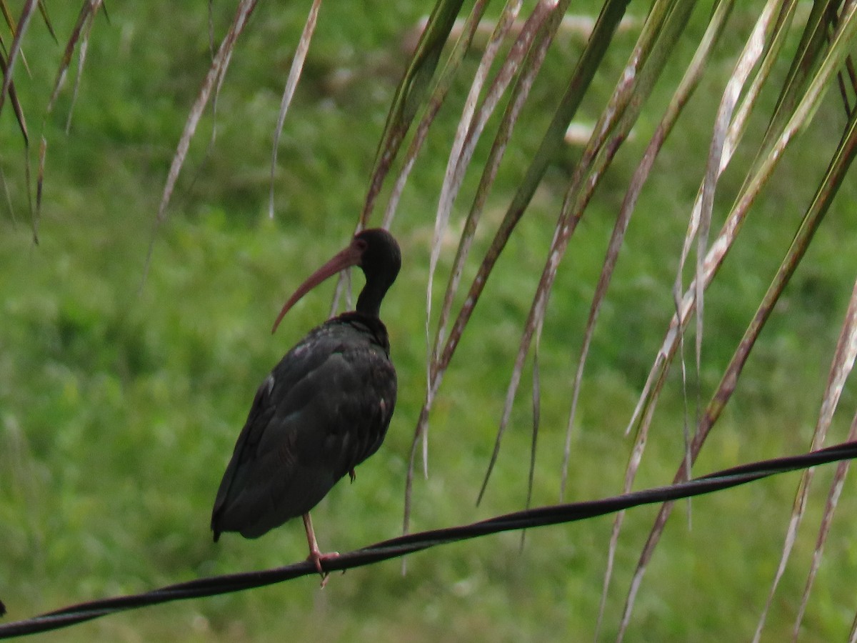 Bare-faced Ibis - ML643504181