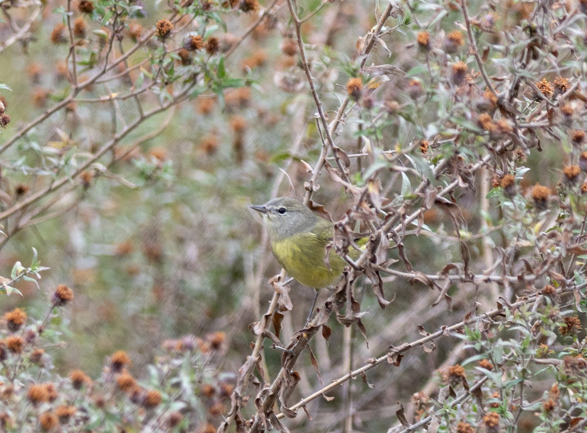 Orange-crowned Warbler - ML643504189