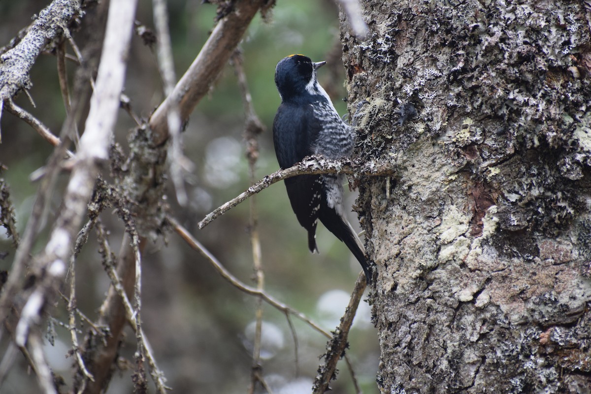 Black-backed Woodpecker - ML643504200