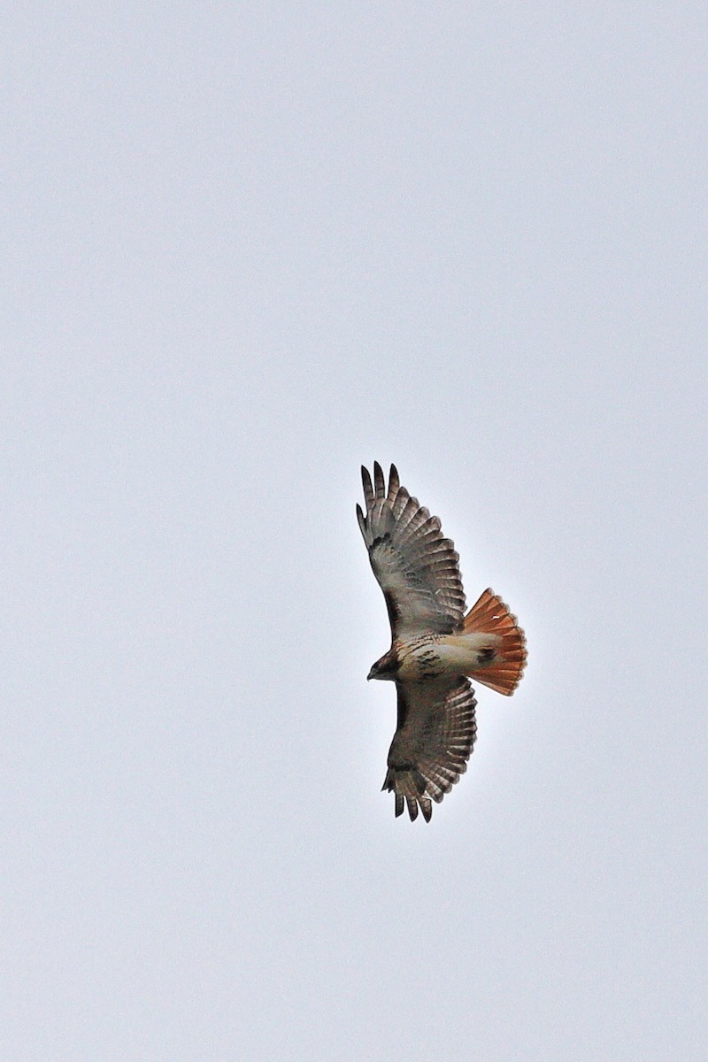 Red-tailed Hawk - ML643504202