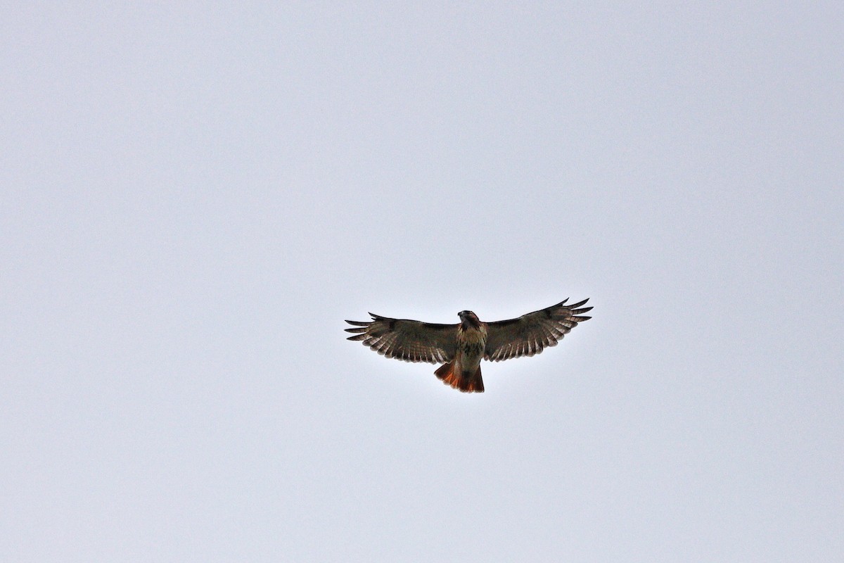 Red-tailed Hawk - ML643504205