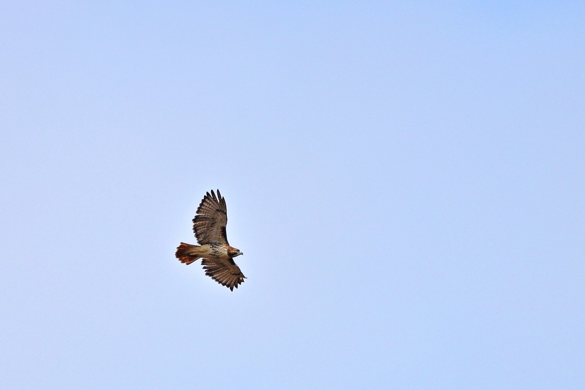 Red-tailed Hawk - ML643504206