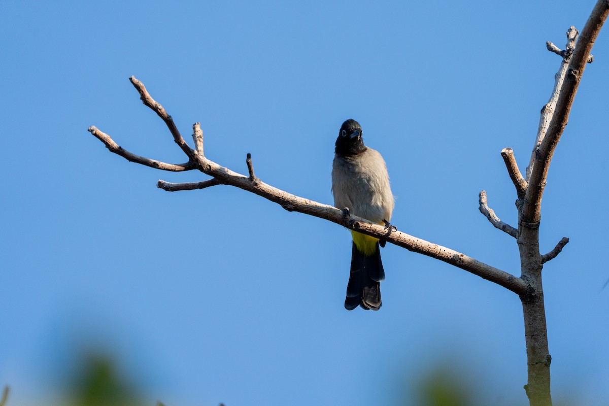 White-spectacled Bulbul - ML643504207
