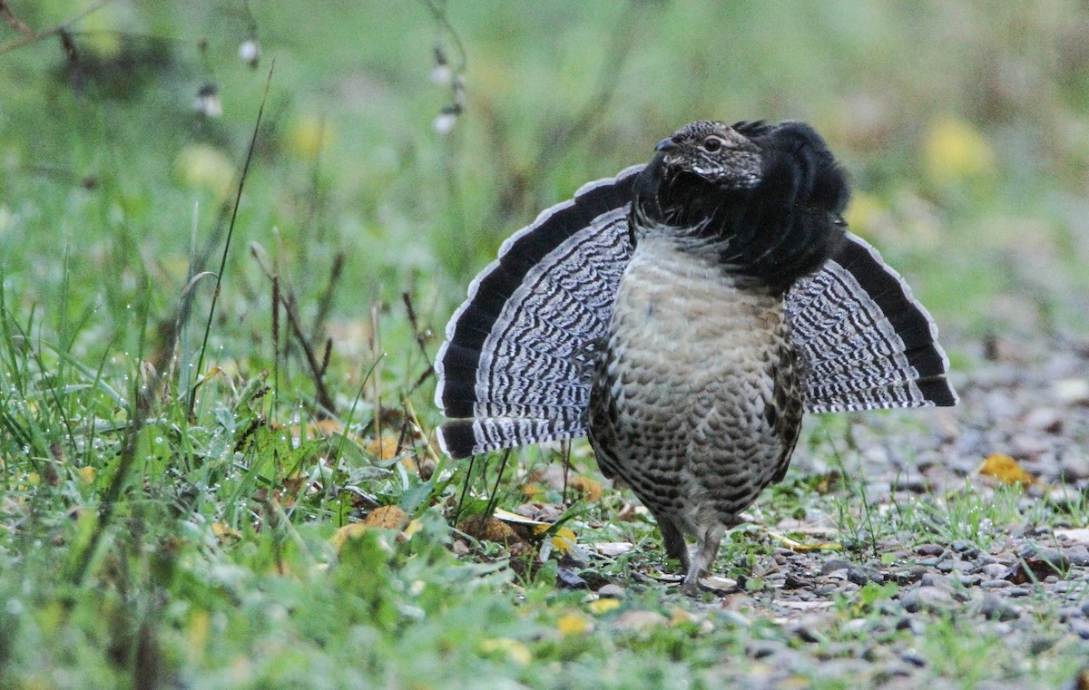 Ruffed Grouse - ML643504208