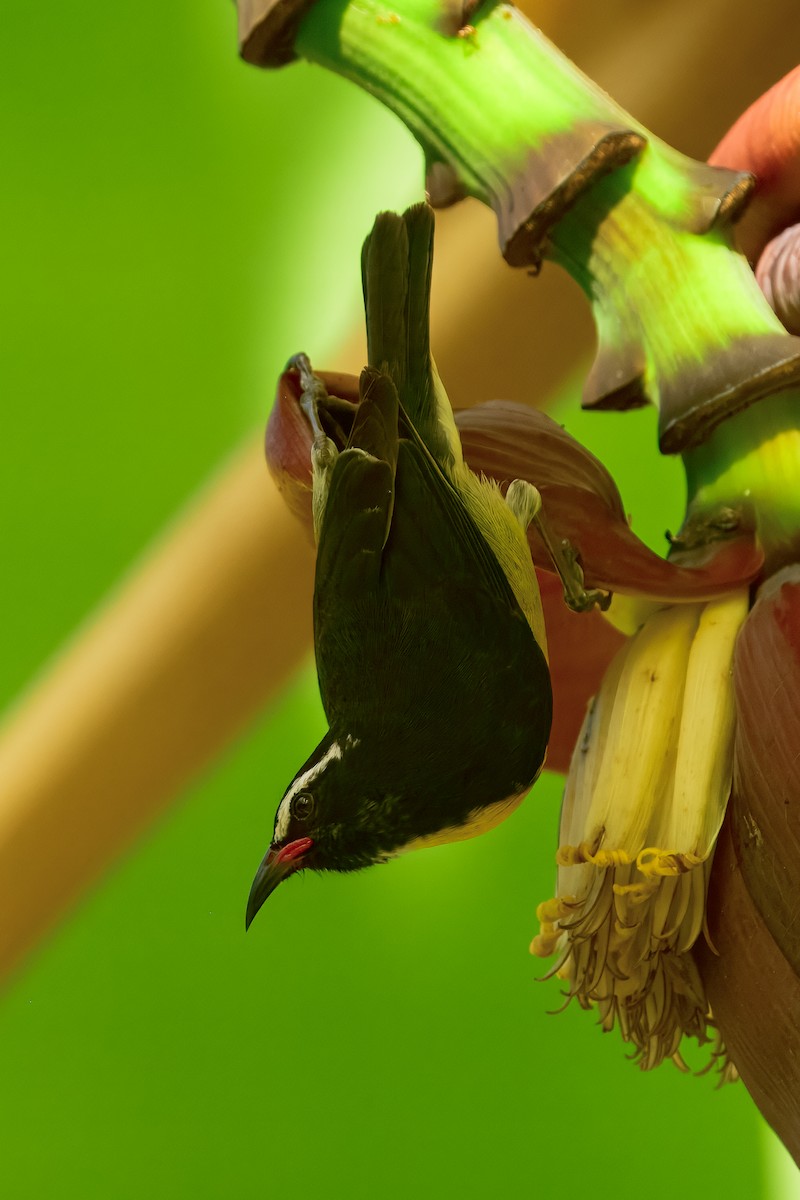 Bananaquit - ML643504209