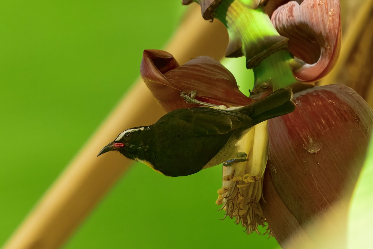 Bananaquit - ML643504210