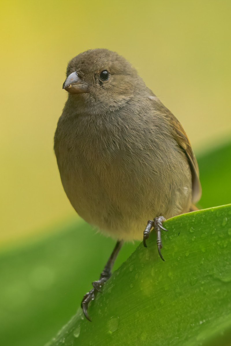 Barbados Bullfinch - ML643504214
