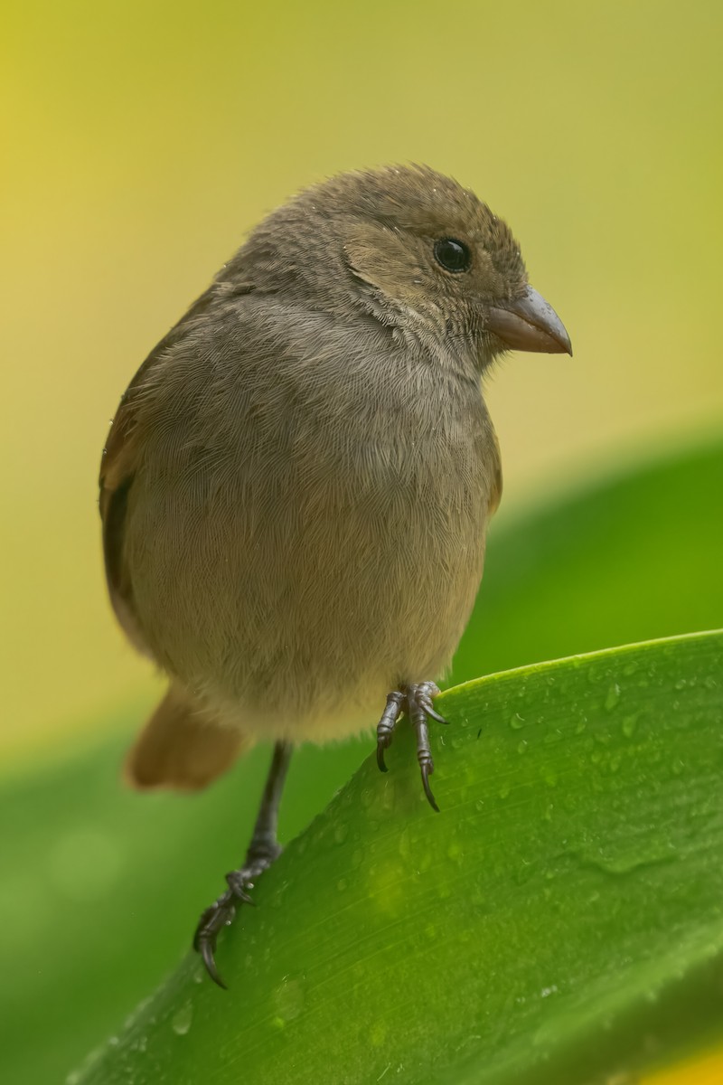 Barbados Bullfinch - ML643504215
