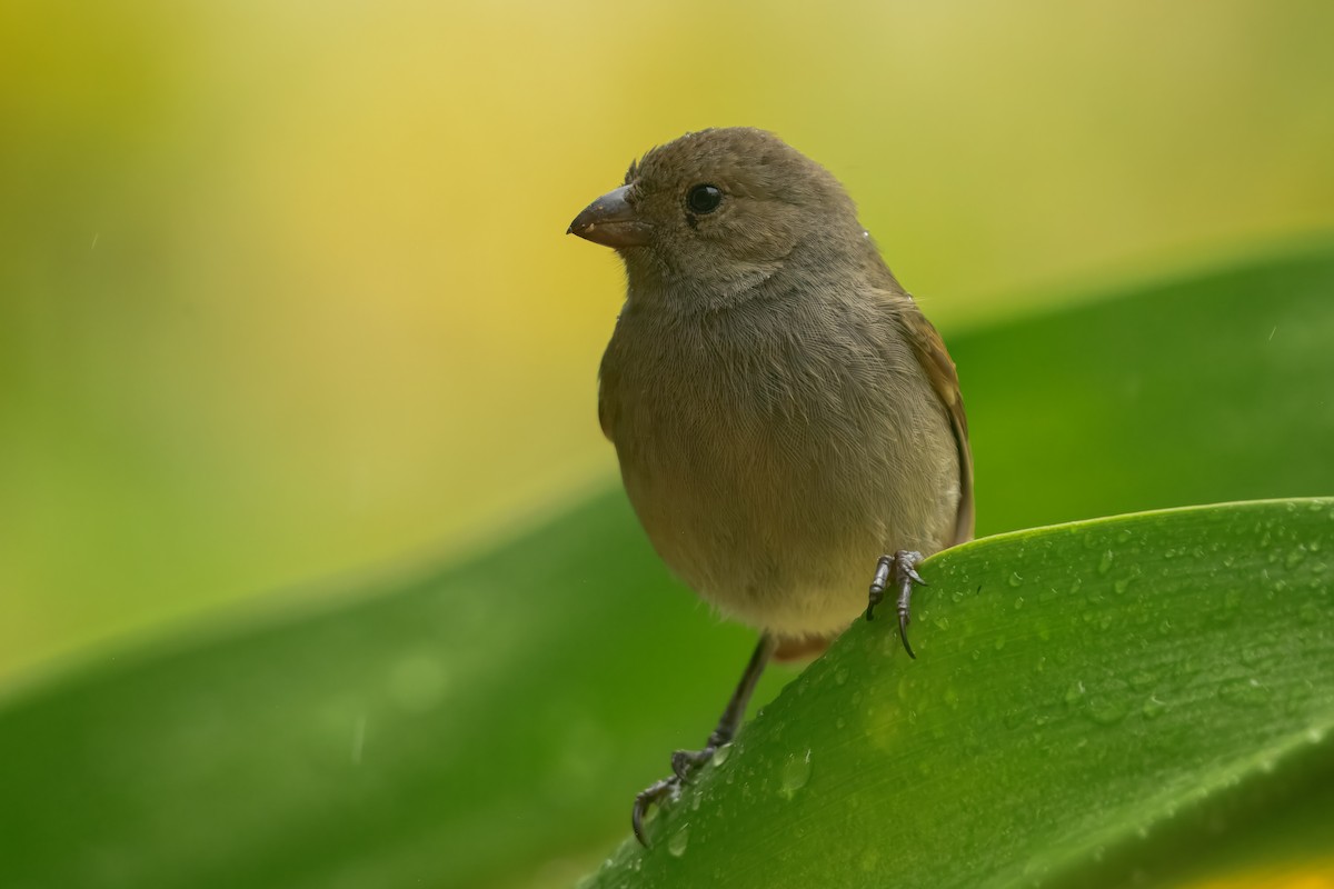 Barbados Bullfinch - ML643504216