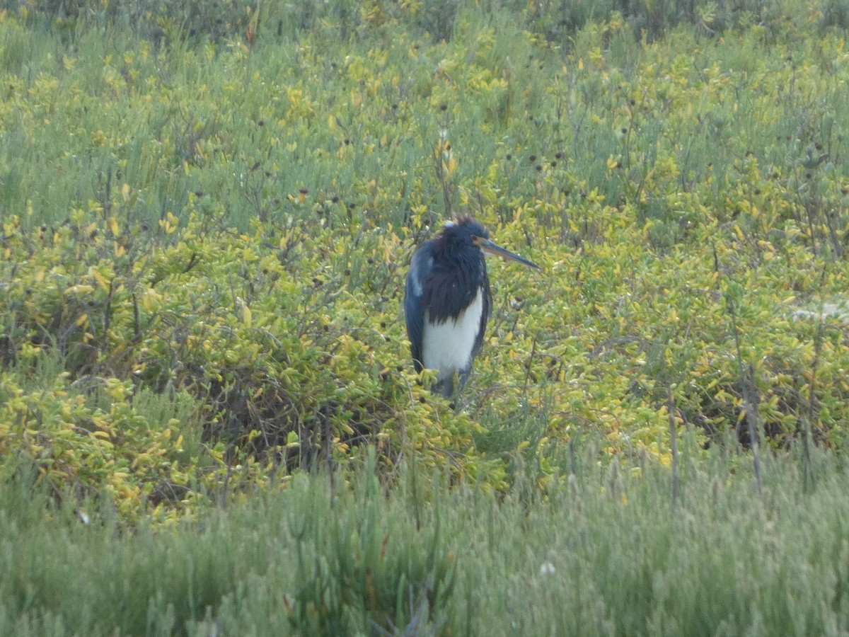 Tricolored Heron - ML643504217